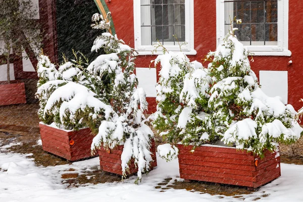 Thuja Bushes Wooden Boxes Covered Snow Outdoor — Stock Photo, Image