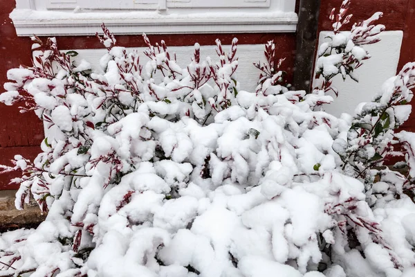 城市街道上覆盖着积雪的装饰灌木 — 图库照片