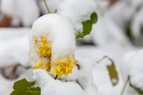 Gele Mahonia Bloemen Zijn Bedekt Met Sneeuw — Stockfoto