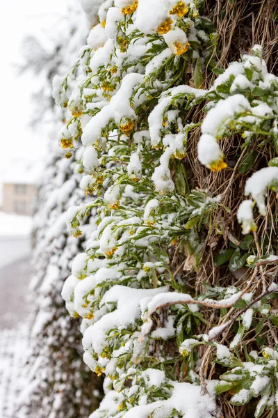 Aurinia Saxatilis Roste Mezi Kameny Květiny Jsou Pokryty Sněhem Zblízka — Stock fotografie