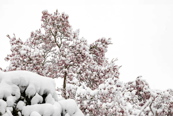 Magnólie Květiny Stromě Pokryté Sněhem Sněžení Proti Obloze — Stock fotografie