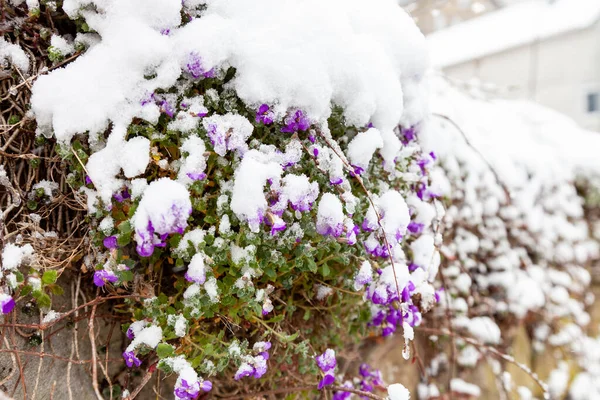 Aubrietta Cultorum Λουλούδια Μεγαλώνει Μεταξύ Των Λίθων Λουλούδια Καλύπτονται Χιόνι — Φωτογραφία Αρχείου