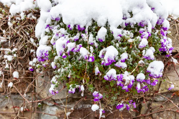 Aubrietta Cultorum Λουλούδια Μεγαλώνει Μεταξύ Των Λίθων Λουλούδια Καλύπτονται Χιόνι — Φωτογραφία Αρχείου