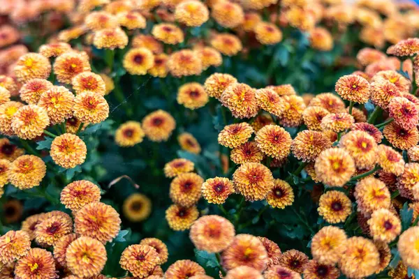 Orangefarbene Blüten Chrysanthemen Gewächshaus Natürlicher Floraler Hintergrund — Stockfoto