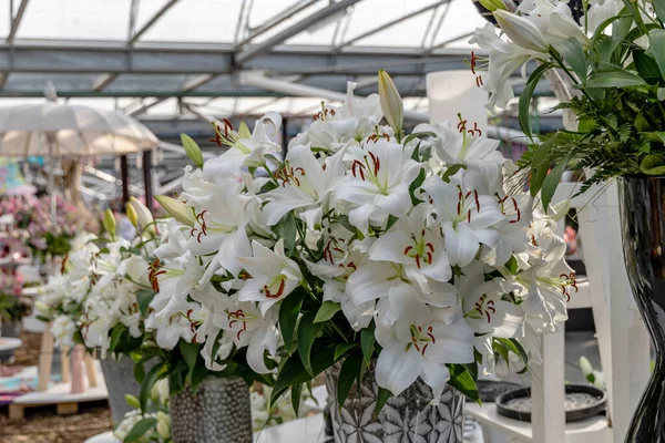 Flowers White Lilies Grows Greenhouse —  Fotos de Stock