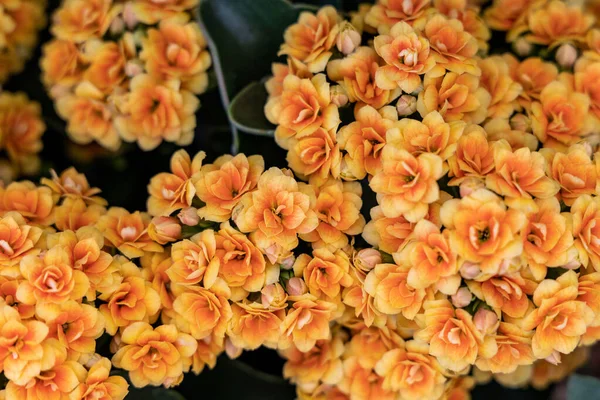 Kalanchoe Blossfeldiana Blommor Naturlig Blommig Bakgrund — Stockfoto