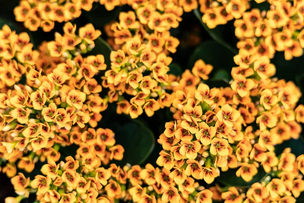 Fiori Kalanchoe Blossfeldiana Sfondo Floreale Naturale — Foto Stock
