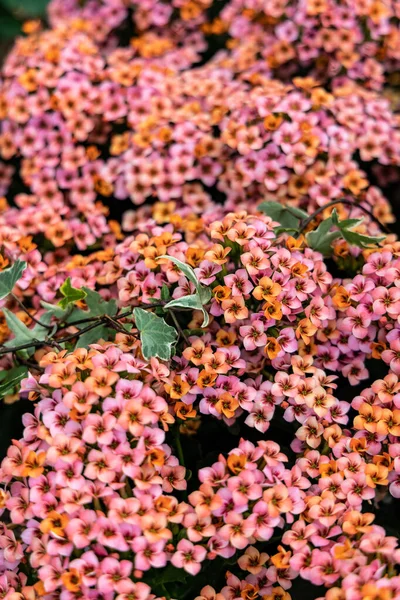 Kalanchoe Blossfeldiana Flores Fondo Floral Natural —  Fotos de Stock