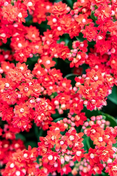 Kalanchoe Blossfeldiana Flores Fundo Floral Natural — Fotografia de Stock