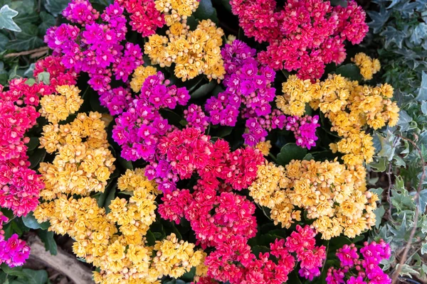 Background Multicolored Kalanchoe Blossfeldiana Flowers — Stok Foto