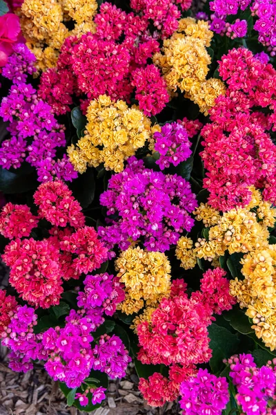 Background Multicolored Kalanchoe Blossfeldiana Flowers — Stockfoto