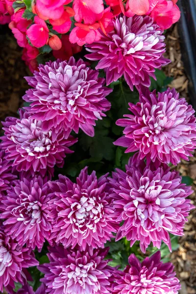 Fiori Crisantemo Rosa Dall Alto Bellissimo Sfondo Floreale Naturale — Foto Stock
