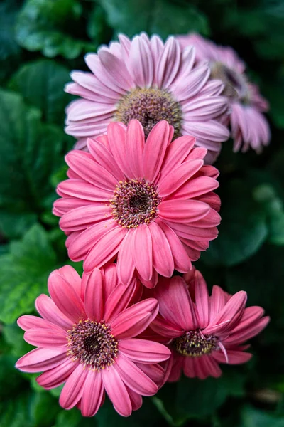 Pink Gerbera Flowers Close Outdoors Top View — Stock Photo, Image