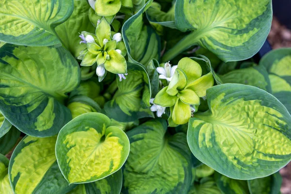 Квітучі Кущі Заручників Жовтим Зеленим Листям Саду — стокове фото