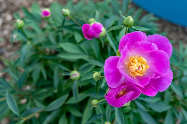 Cabeza Una Flor Peonía Rosa Hojas Verdes Aire Libre — Foto de Stock