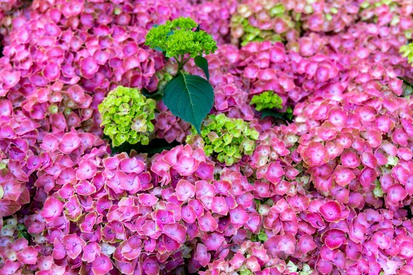 Rosafarbene Hortensienblüten Schöner Natürlicher Floraler Hintergrund — Stockfoto