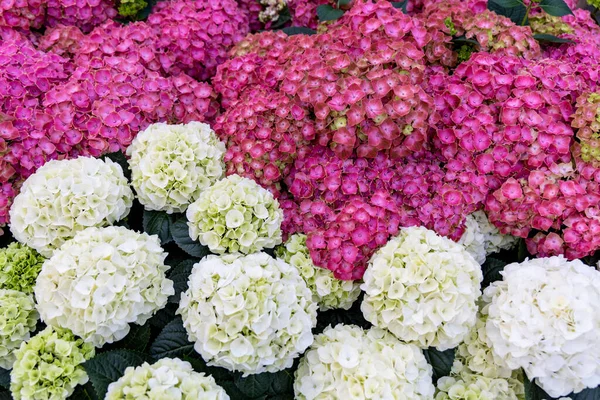 Närbild Vita Och Röda Hortensia Blommor Vackra Naturliga Blommig Bakgrund — Stockfoto