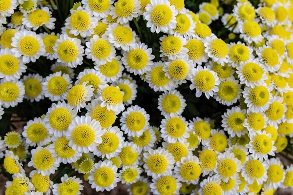 Biało Żółte Chryzantemy Kwiaty Góry Widok Piękne Naturalne Tło Kwiat — Zdjęcie stockowe