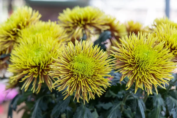 Mooie Gele Chrysant Bloemen Met Groene Bladeren — Stockfoto