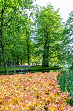 Baharda çiçek açan lale yatakları, yeşil çimenleri ve göleti olan güzel bir park.