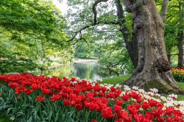 Baharda çiçek açan lale yatakları, yeşil çimenleri ve göleti olan güzel bir park.