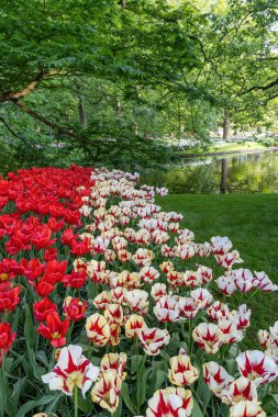 Baharda çiçek açan lale yatakları, yeşil çimenleri ve göleti olan güzel bir park.