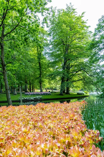 Krásný Park Kvetoucími Tulipány Zeleným Trávníkem Rybníkem Jaře — Stock fotografie