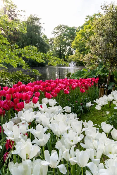 Beau Parc Avec Des Lits Tulipes Fleurs Pelouse Verte Étang — Photo