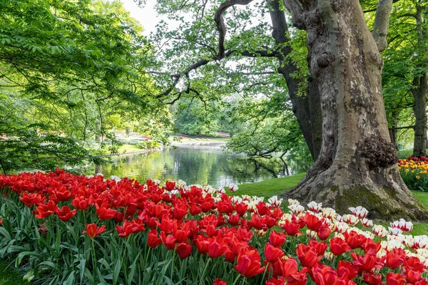 Gyönyörű Park Virágzó Tulipán Ágy Zöld Gyep Tavasz Tavasszal Jogdíjmentes Stock Fotók
