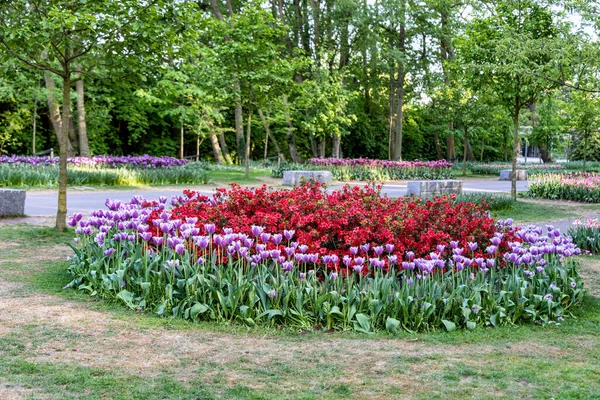 公园里的花床 开着盛开的郁金香和韩诺美莉的日本花 — 图库照片