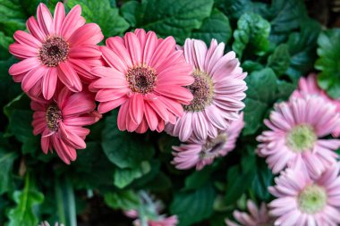 Pembe gerbera çiçekleri. Açık hava, üst manzara.