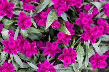 Celosia argentea 'ya yakın, genellikle kuş tüyü ya da gümüş horoz tarağı olarak bilinir.