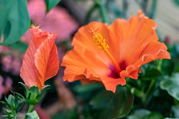 Hermosa Flor Hibiscus Rosa Sinensis Hibisco Chino Fondo Hojas Verdes —  Fotos de Stock