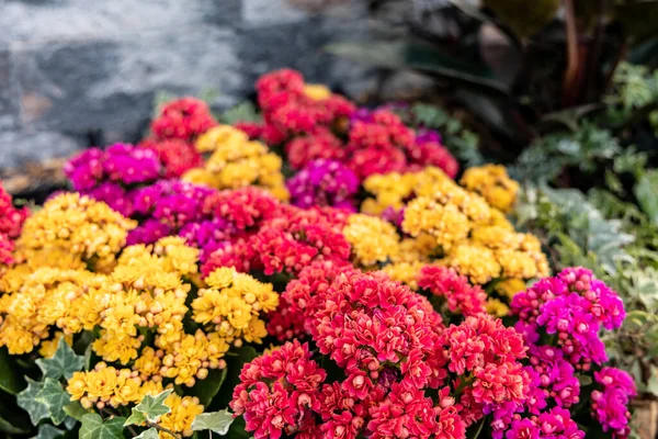 Background Multicolored Kalanchoe Blossfeldiana Flowers — Fotografia de Stock