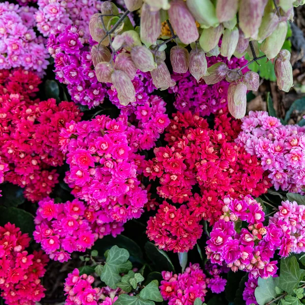Background Multicolored Kalanchoe Blossfeldiana Flowers —  Fotos de Stock