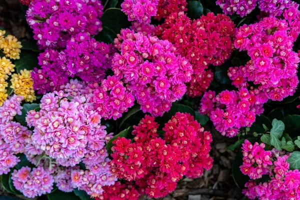 Background Multicolored Kalanchoe Blossfeldiana Flowers — Photo