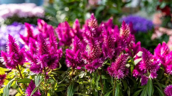 Close Celosia Argentea Commonly Known Plumed Cockscomb Silver Cock Comb — Stock Photo, Image