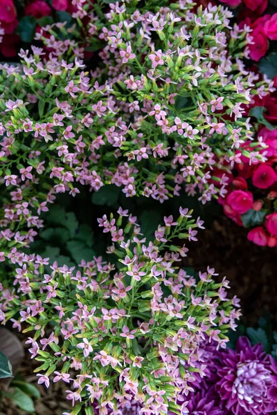Kalanchoe Çiçekleri Doğal Çiçek Arkaplanı — Stok fotoğraf