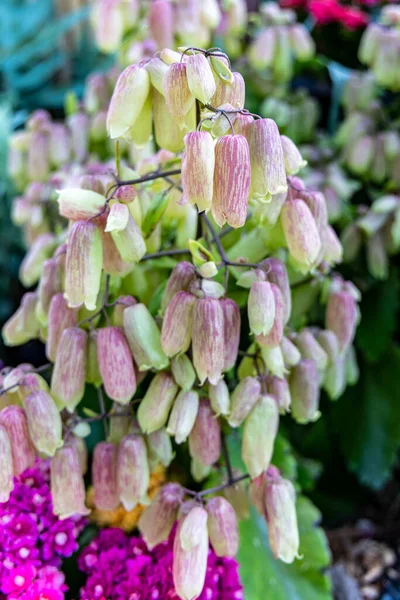 Floraison Succulente Kalanchoe Pinnata Latin Kalanchoe Pinnata Belle Plante Ornementale — Photo