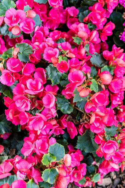 庭の美しい赤いベゴニアの花 自然の背景 — ストック写真