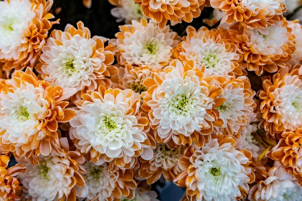 Πορτοκαλί Χρυσάνθεμο Λουλούδια Από Ψηλά Όμορφο Φυσικό Λουλούδι Φόντο — Φωτογραφία Αρχείου