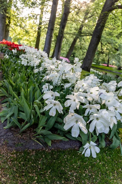 Les Tulipes Blanches Poussent Sur Lit Fleurs Dans Parc — Photo