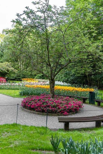 Aiuola Con Tulipani Colorati Fiore Narcisi Nel Parco — Foto Stock