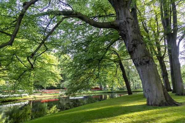 Vacker Park Med Blommande Tulpaner Grön Gräsmatta Och Damm Våren — Stockfoto