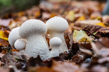 Orman mantarları Lycoperdon perlatum Ormanda düşen yapraklar arasında, çok derin tarlalarda görüntüler