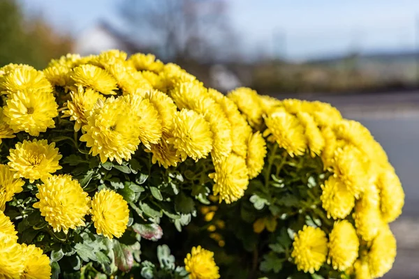 Schöne Gelbe Chrysanthemenblüten Mit Grünen Blättern — Stockfoto