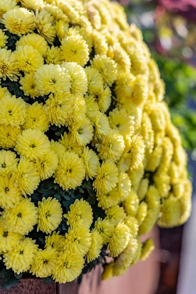 Mooie Gele Chrysant Bloemen Met Groene Bladeren — Stockfoto