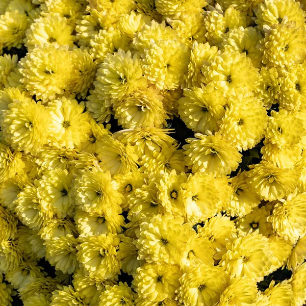 Gelbe Chrysanthemenblüten Von Oben Schöner Natürlicher Blütenhintergrund — Stockfoto