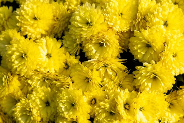 上から見た黄色の菊の花 美しい自然花の背景 — ストック写真