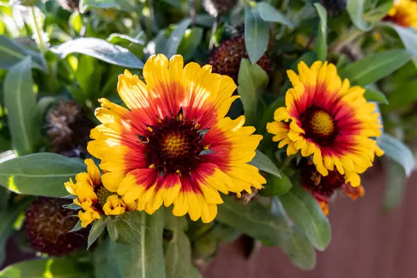 Fresh Bright Orange Yellow Gailardia Pulchella Firewheel Flowers Garden — Stock Photo, Image